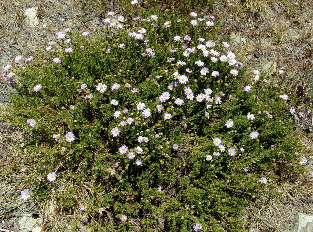 Leafy Daisy (Brachyscome rigidula), Mount Hotham