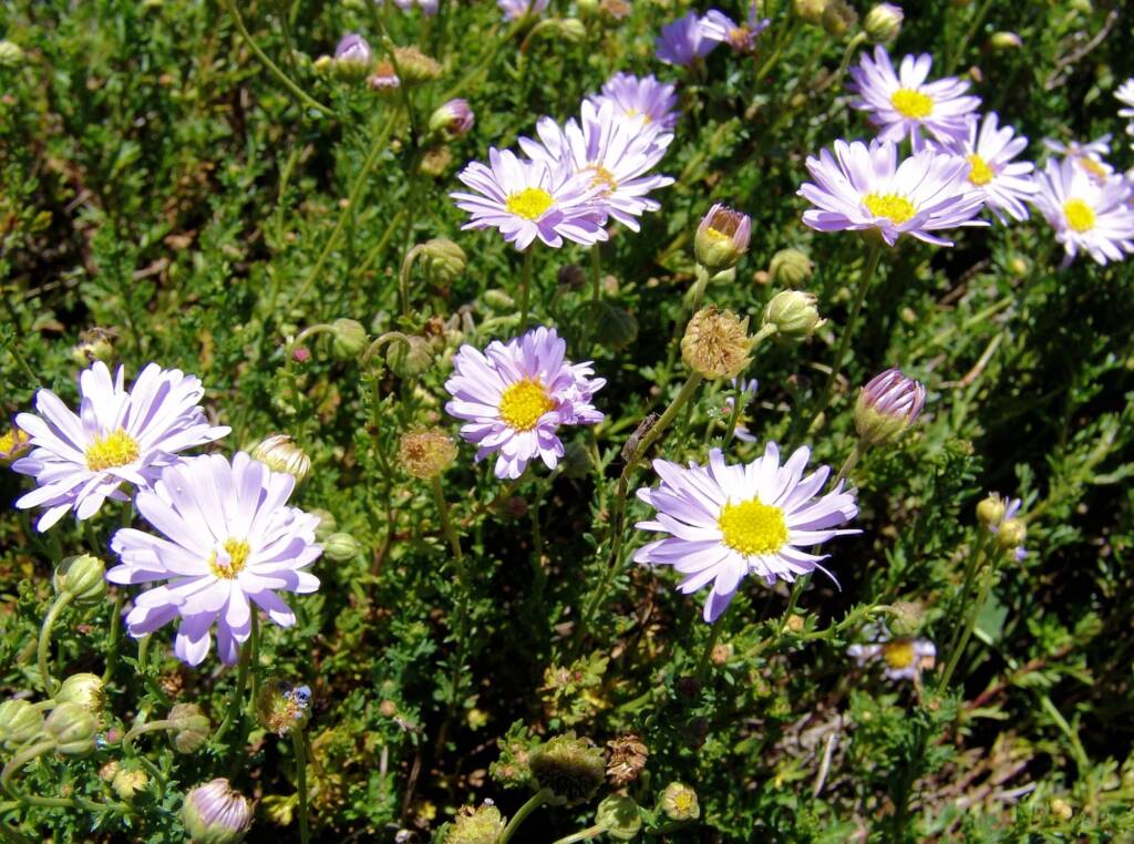Leafy Daisy (Brachyscome rigidula), Mount Hotham