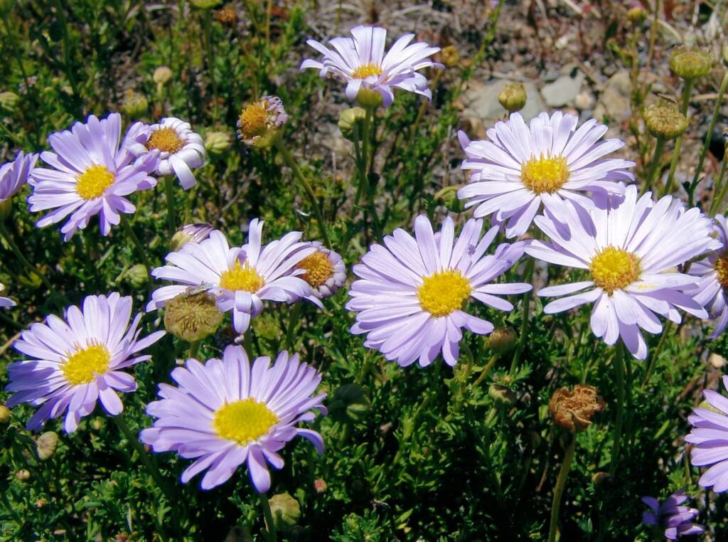 Leafy Daisy (Brachyscome rigidula), Mount Hotham