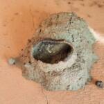 Adding a new cell to the mud nest by the Mud Wasp (Delta latreillei formerly Eumenes latreilli), Alice Springs, NT