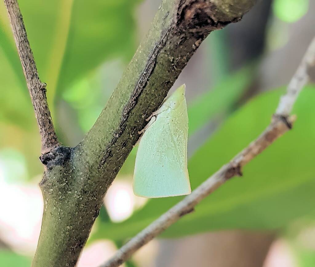 Mango Planthopper (Colgaroides acuminata)