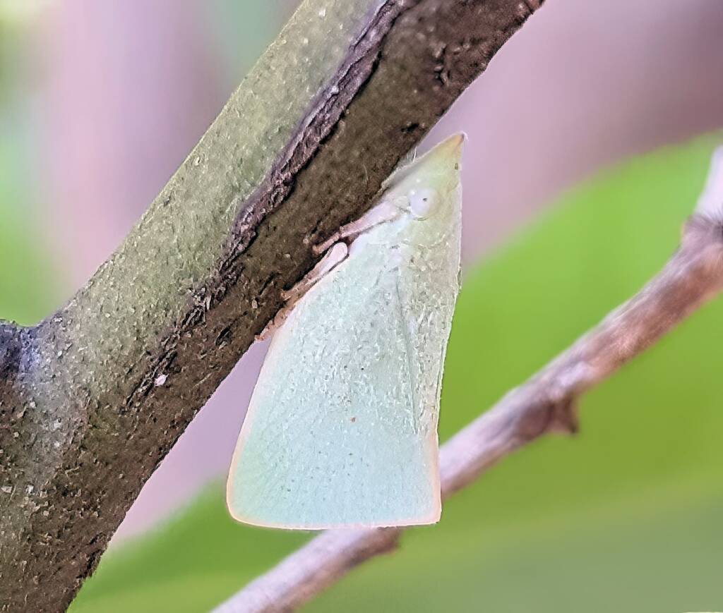 Mango Planthopper (Colgaroides acuminata)