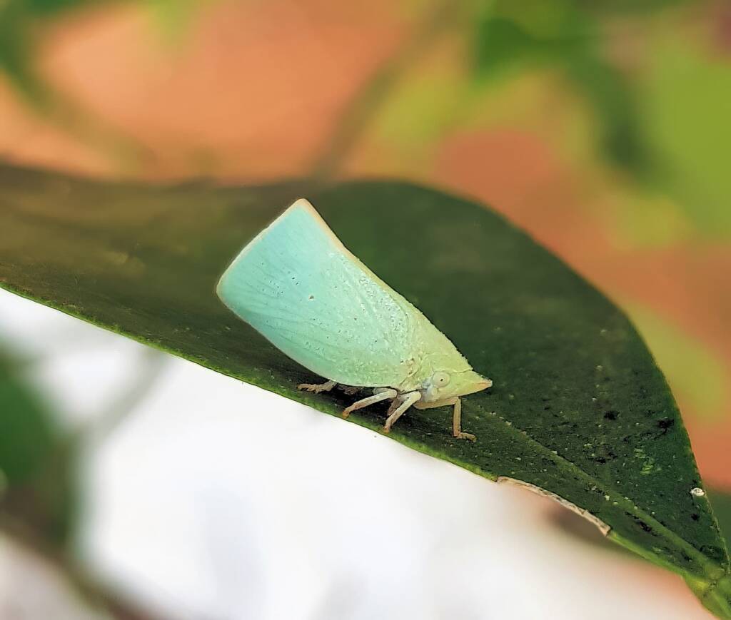 Mango Planthopper (Colgaroides acuminata)