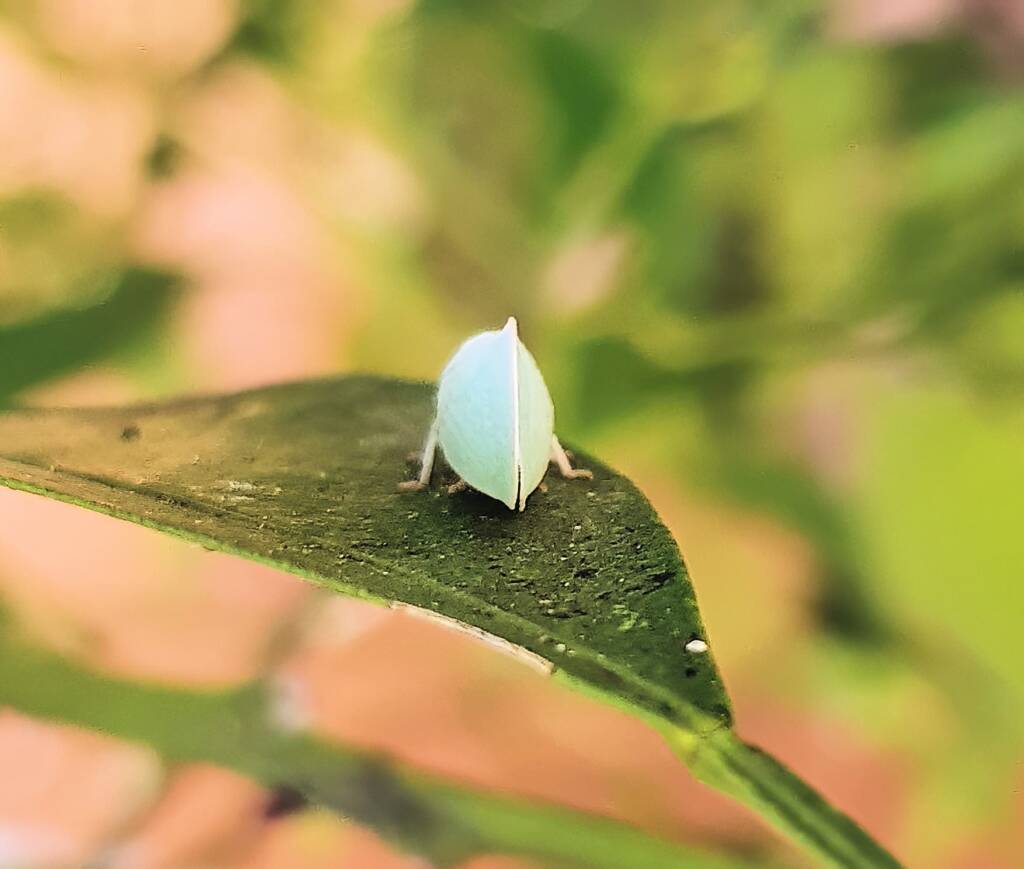 Mango Planthopper (Colgaroides acuminata)