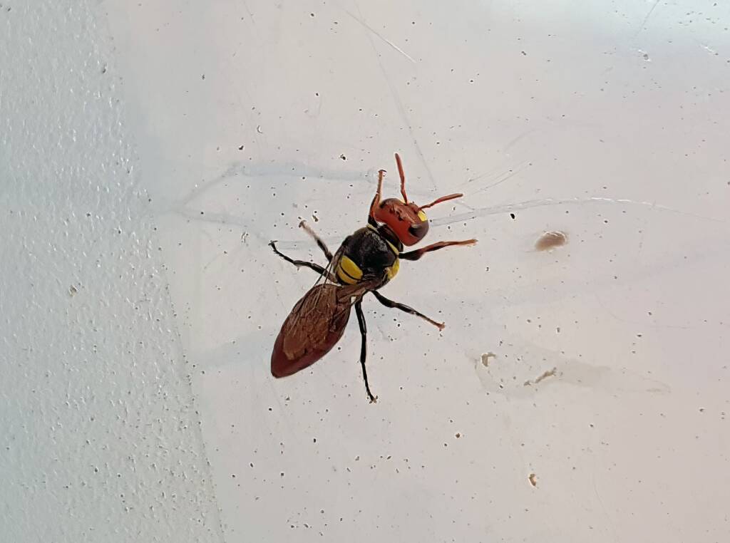 Masked Bee (Hylaeus sp), Alice Springs, NT