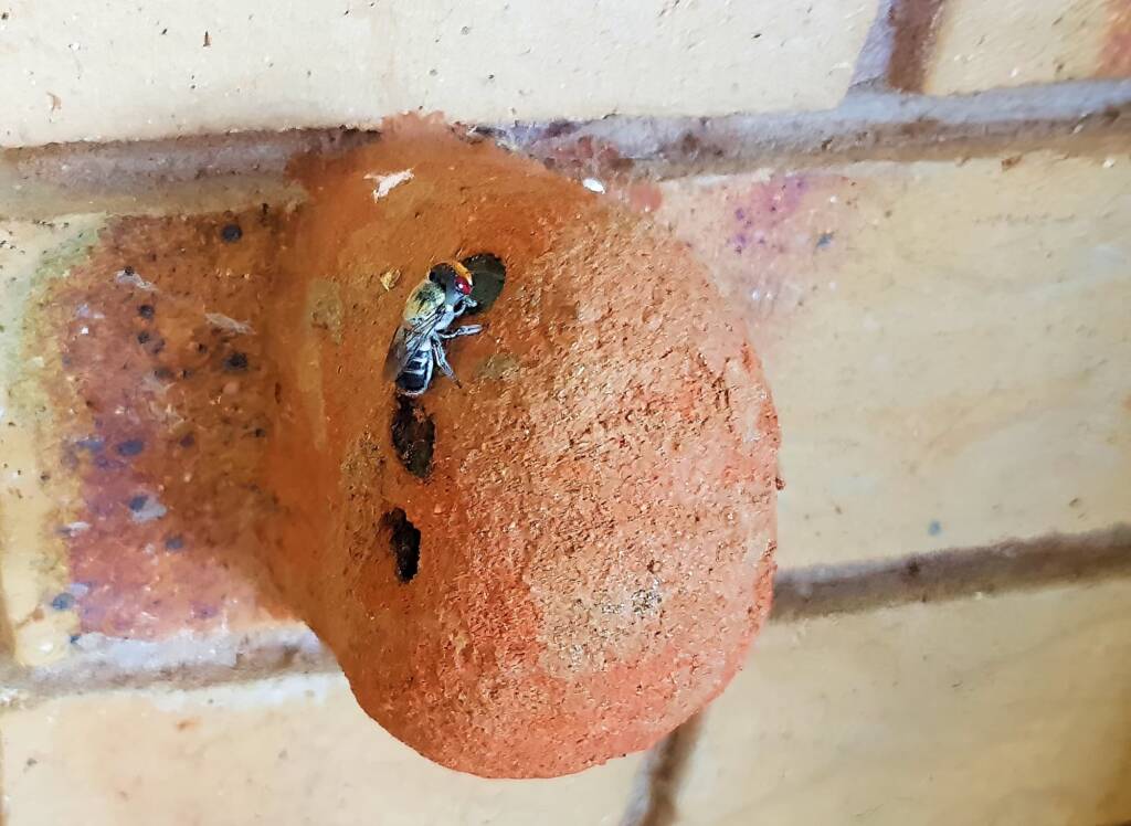 Golden-browed Resin Bee (Megachile aurifrons), Alice Springs, NT