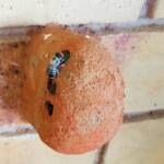 Golden-browed Resin Bee (Megachile aurifrons), Alice Springs, NT
