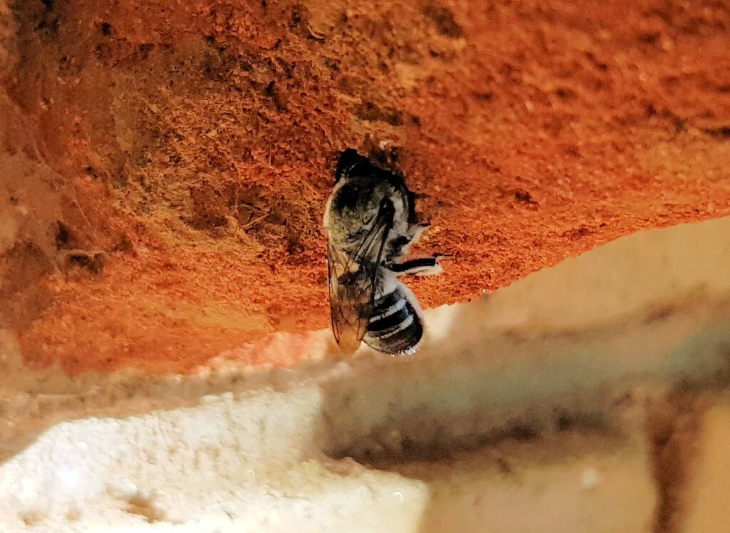 Golden-browed Resin Bee (Megachile aurifrons), Alice Springs, NT