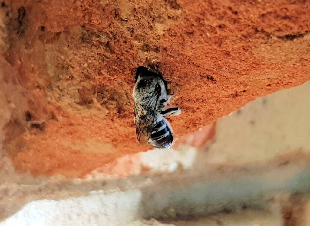 Golden-browed Resin Bee (Megachile aurifrons), Alice Springs, NT