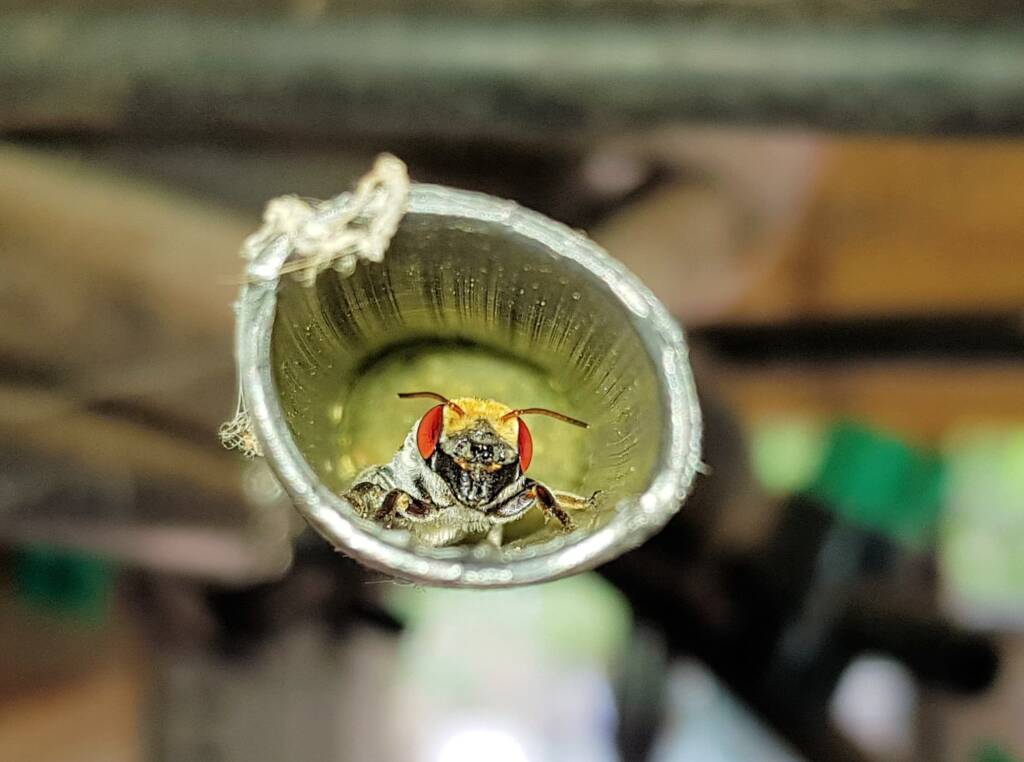 Golden-browed Resin Bee (Megachile aurifrons), Alice Springs, NT