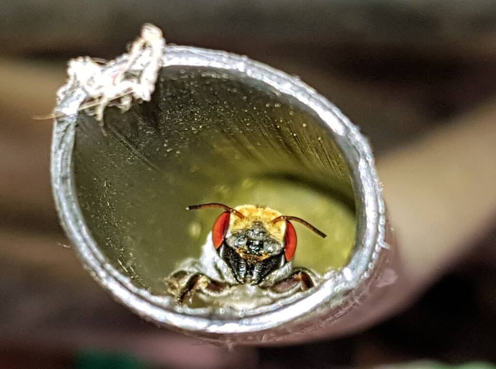 Golden-browed Resin Bee (Megachile aurifrons), Alice Springs, NT