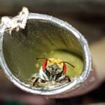 Golden-browed Resin Bee (Megachile aurifrons), Alice Springs, NT