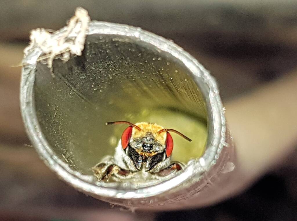 Golden-browed Resin Bee (Megachile aurifrons), Alice Springs, NT