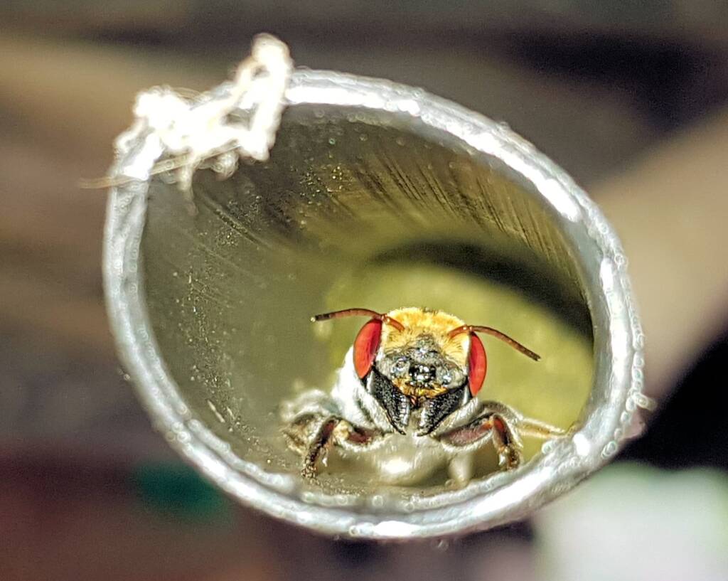 Golden-browed Resin Bee (Megachile aurifrons), Alice Springs, NT