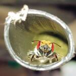 Golden-browed Resin Bee (Megachile aurifrons), Alice Springs, NT