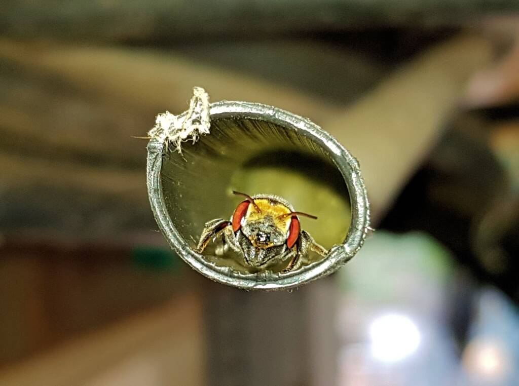 Golden-browed Resin Bee (Megachile aurifrons), Alice Springs, NT
