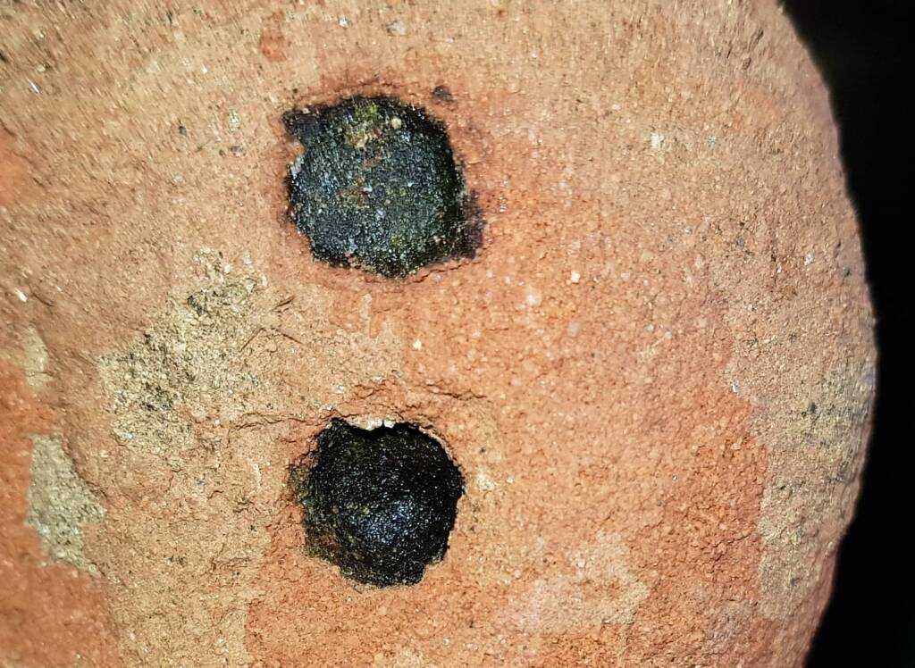 Golden-browed Resin Bee (Megachile aurifrons), Alice Springs, NT