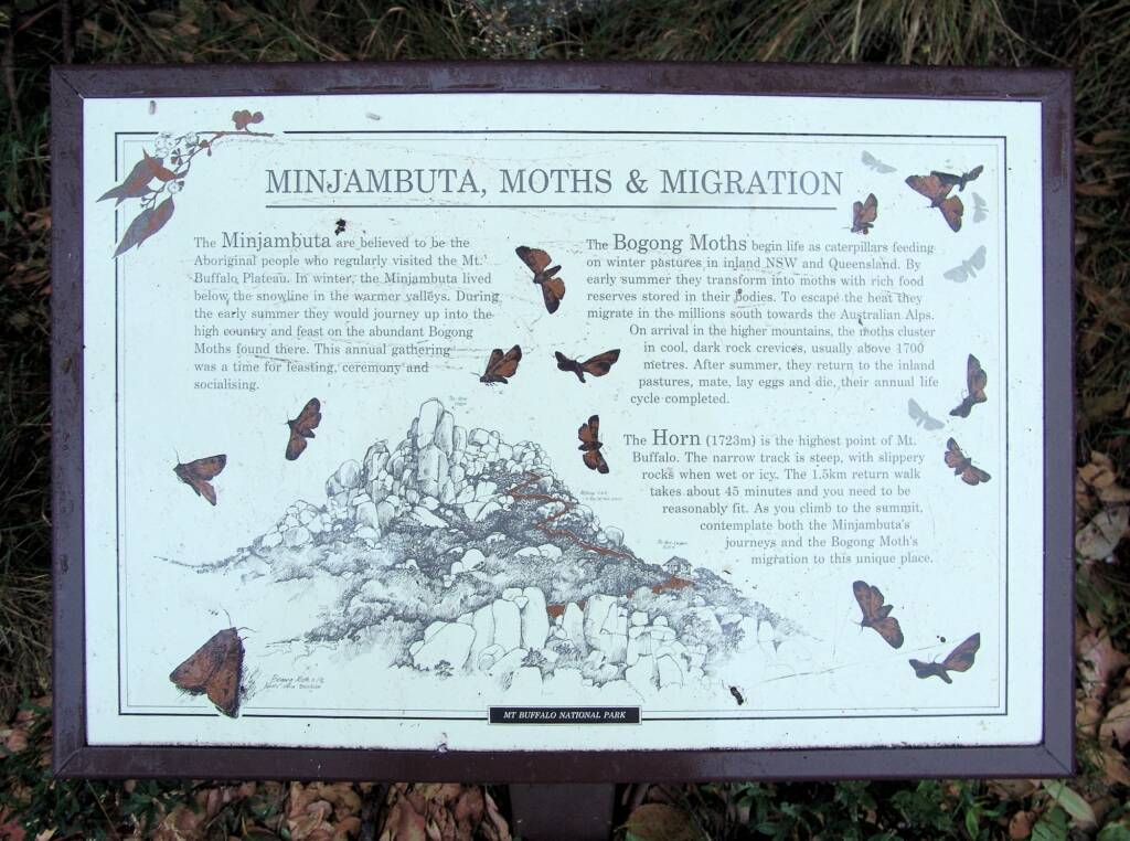 Minjambuta, Moths & Migration (park signage), Mount Buffalo National Park