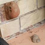 Nests of the Mud Wasp (Delta latreillei formerly Eumenes latreilli), Alice Springs, NT