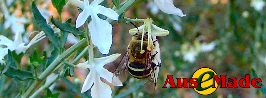 Ausemade Facebook - Blue Banded Bee (Amegilla)