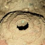 Peek look at the larva in the mud nest of the Mud Wasp (Delta latreillei formerly Eumenes latreilli), Alice Springs, NT