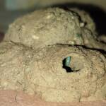 Peek look at the larva in the mud nest of the Mud Wasp (Delta latreillei formerly Eumenes latreilli), Alice Springs, NT