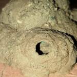 Peek look at the larva in the mud nest of the Mud Wasp (Delta latreillei formerly Eumenes latreilli), Alice Springs, NT