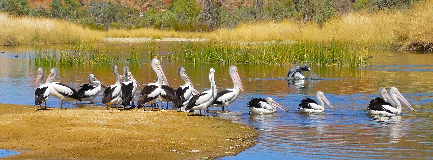 Ausemade Facebook (Timeline) - Pelicans at 2 Mile Beach... west of Alice Springs