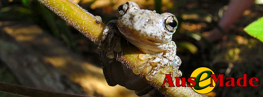 Ausemade Facebook (Timeline) - Peron’s Tree Frog (Litoria peroni) © Katrina Leel
