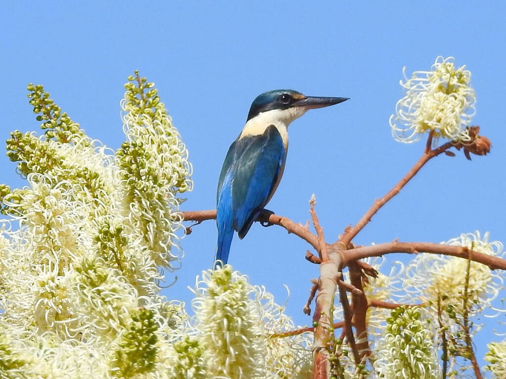Sacred Kingfisher (Todiramphus sanctus) © Gary Taylor
