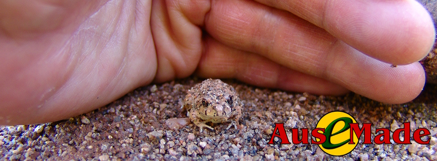 Ausemade Facebook (Timeline) - Spencer’s Burrowing Frog in Central Australia