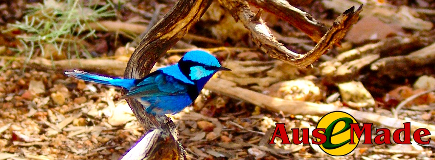 Ausemade Facebook (Timeline) - Splendid Fairy-wren (Malurus splendens)