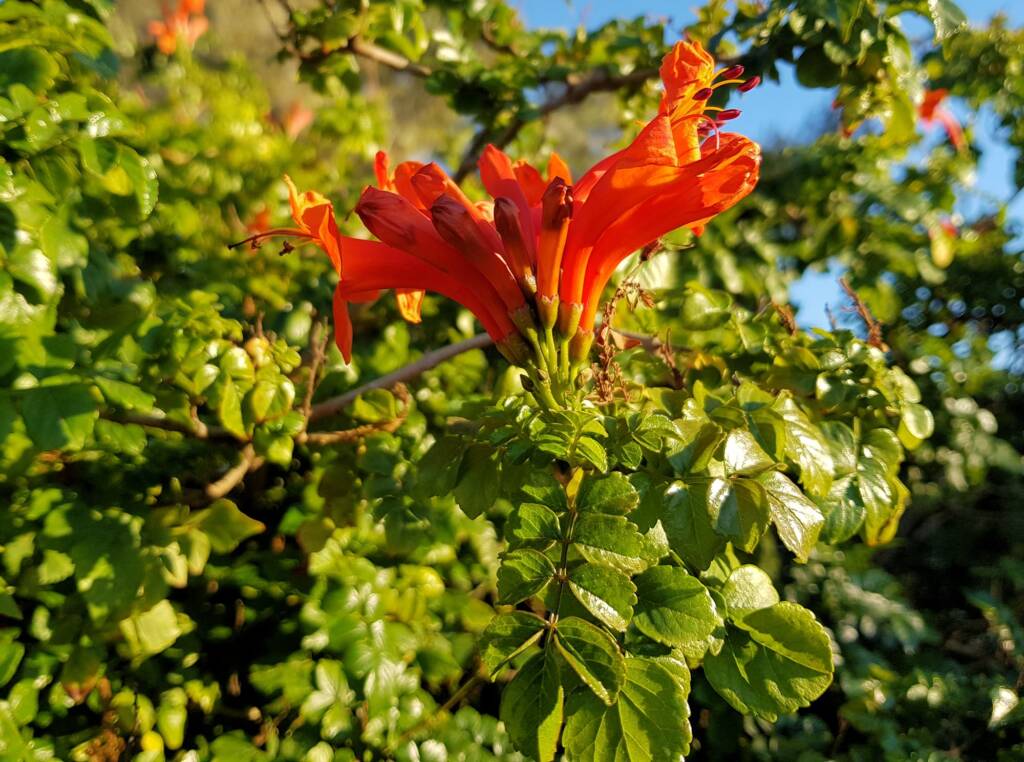 Cape honeysuckle (Tecoma capensis)