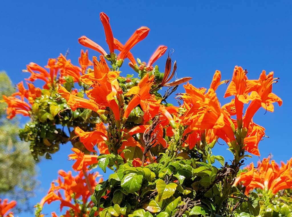 Cape honeysuckle (Tecoma capensis)