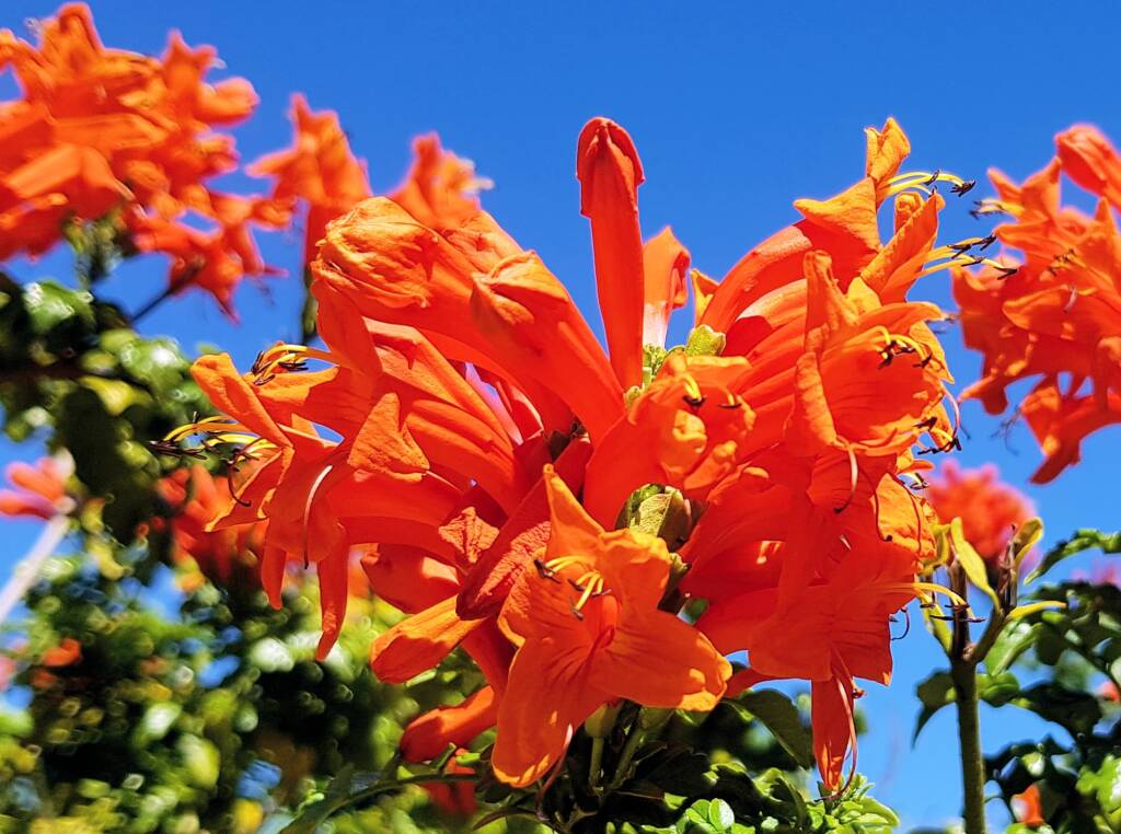 Cape honeysuckle (Tecoma capensis)
