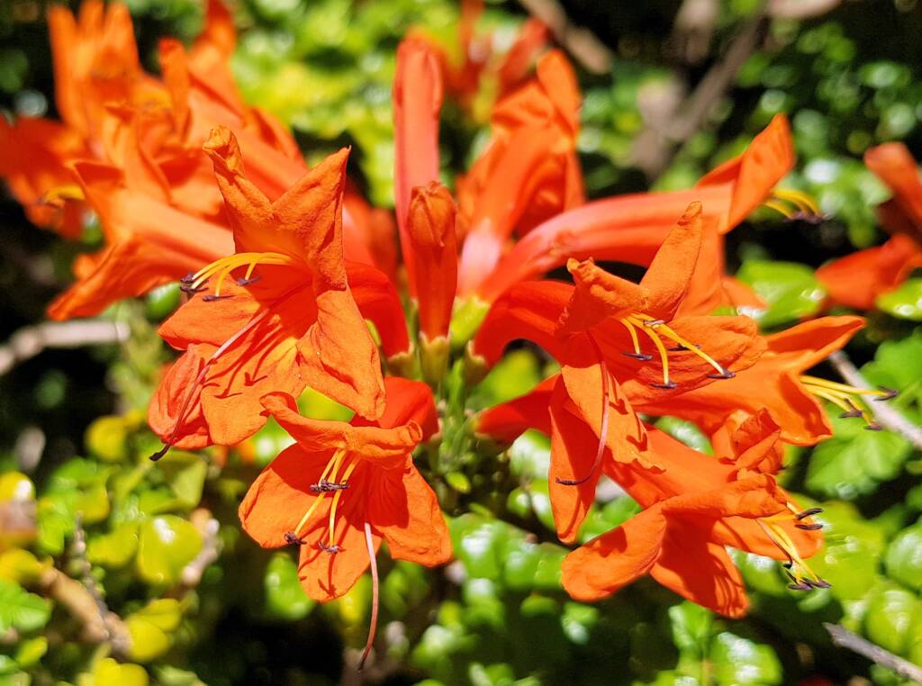 Cape honeysuckle (Tecoma capensis)