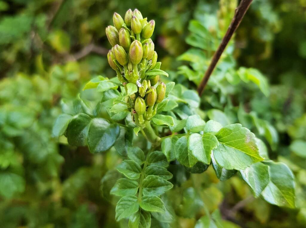 Cape honeysuckle (Tecoma capensis)