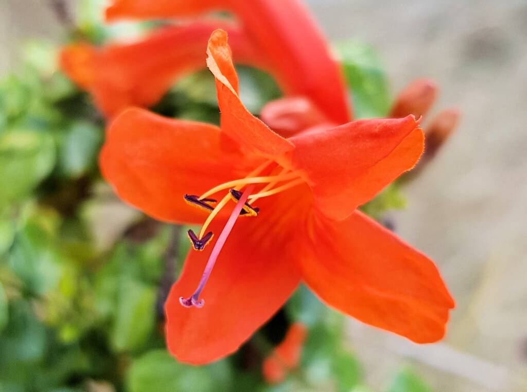 Cape honeysuckle (Tecoma capensis)