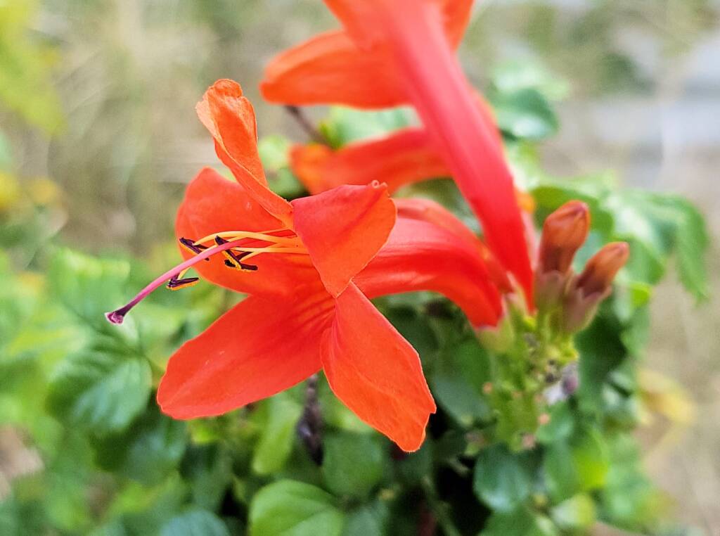 Cape honeysuckle (Tecoma capensis)
