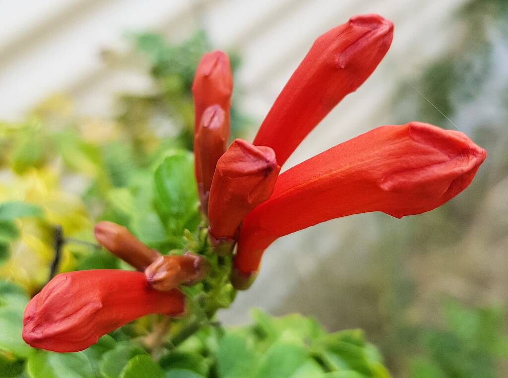 Cape honeysuckle (Tecoma capensis)