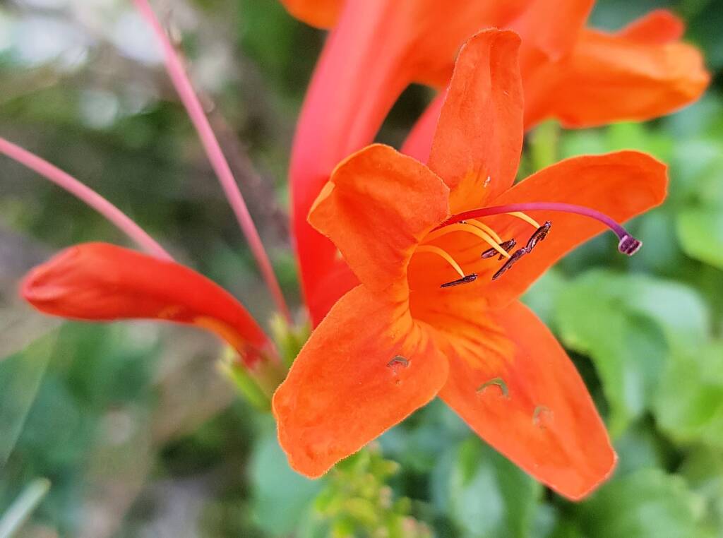 Cape honeysuckle (Tecoma capensis)
