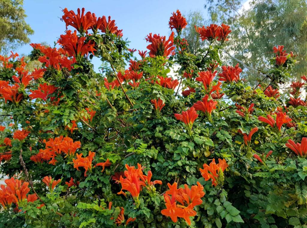 Cape honeysuckle (Tecoma capensis)
