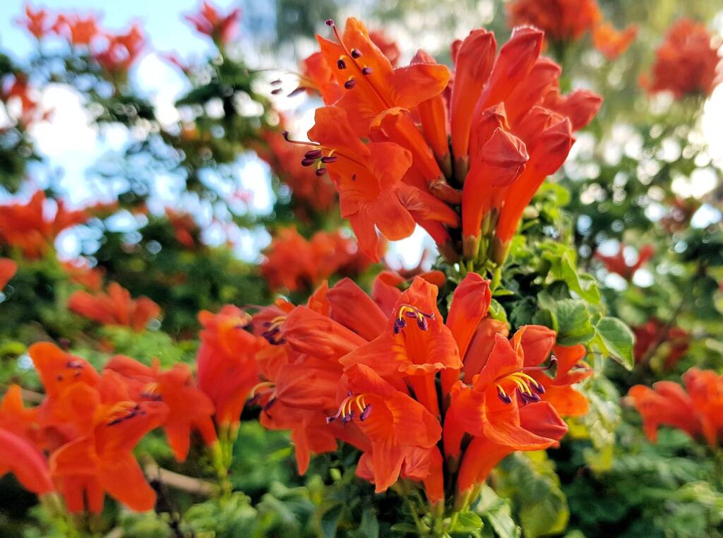Cape honeysuckle (Tecoma capensis)