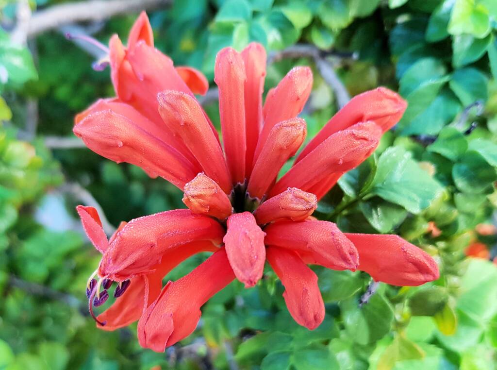 Cape honeysuckle (Tecoma capensis)
