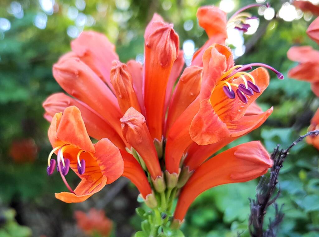 Cape honeysuckle (Tecoma capensis)