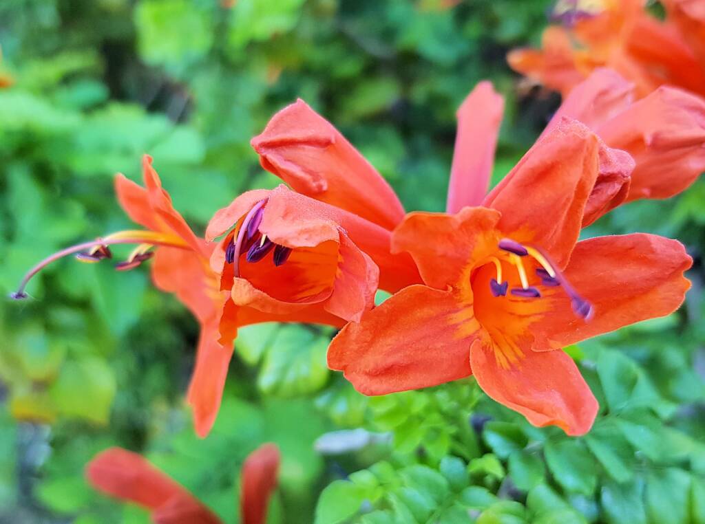 Cape honeysuckle (Tecoma capensis)