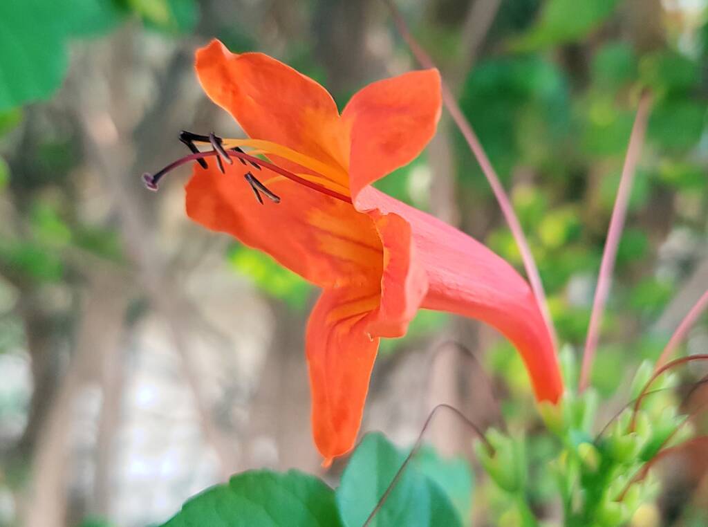 Cape honeysuckle (Tecoma capensis)