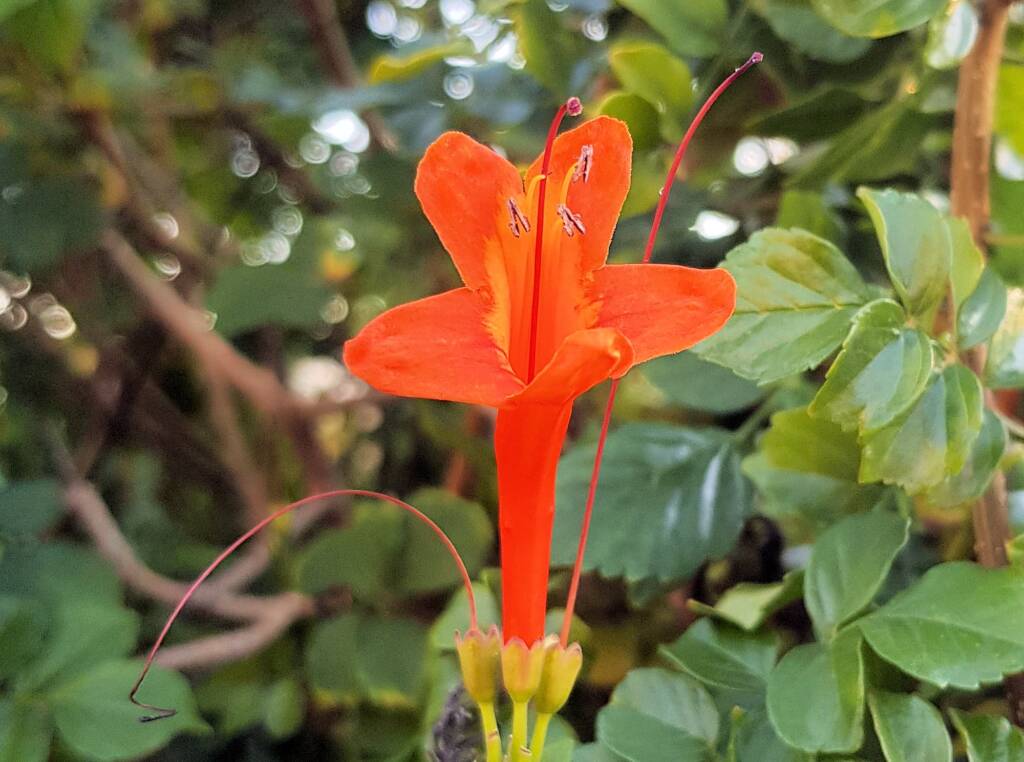 Cape honeysuckle (Tecoma capensis)