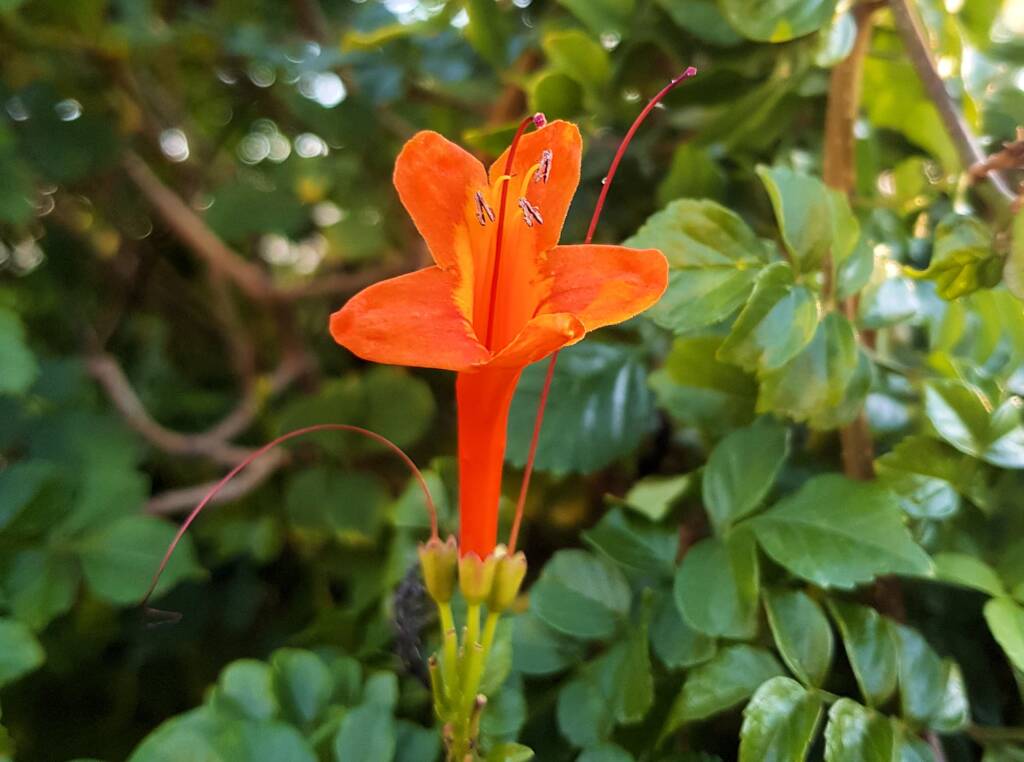 Cape honeysuckle (Tecoma capensis)