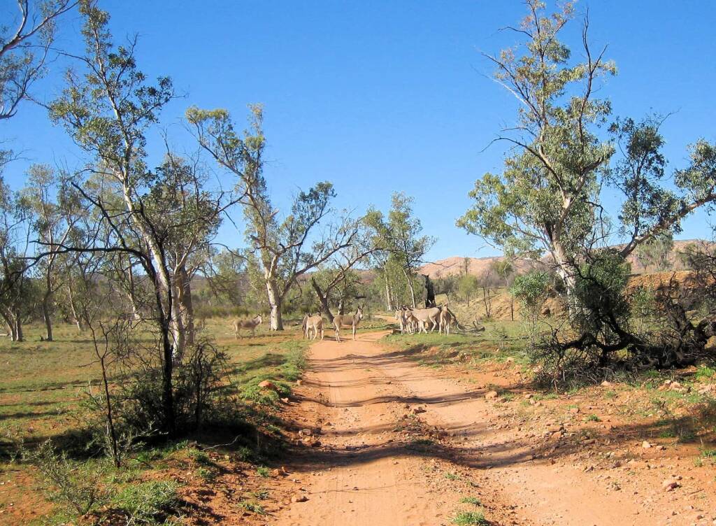 Feral Donkeys, Trephina Gorge, NT
